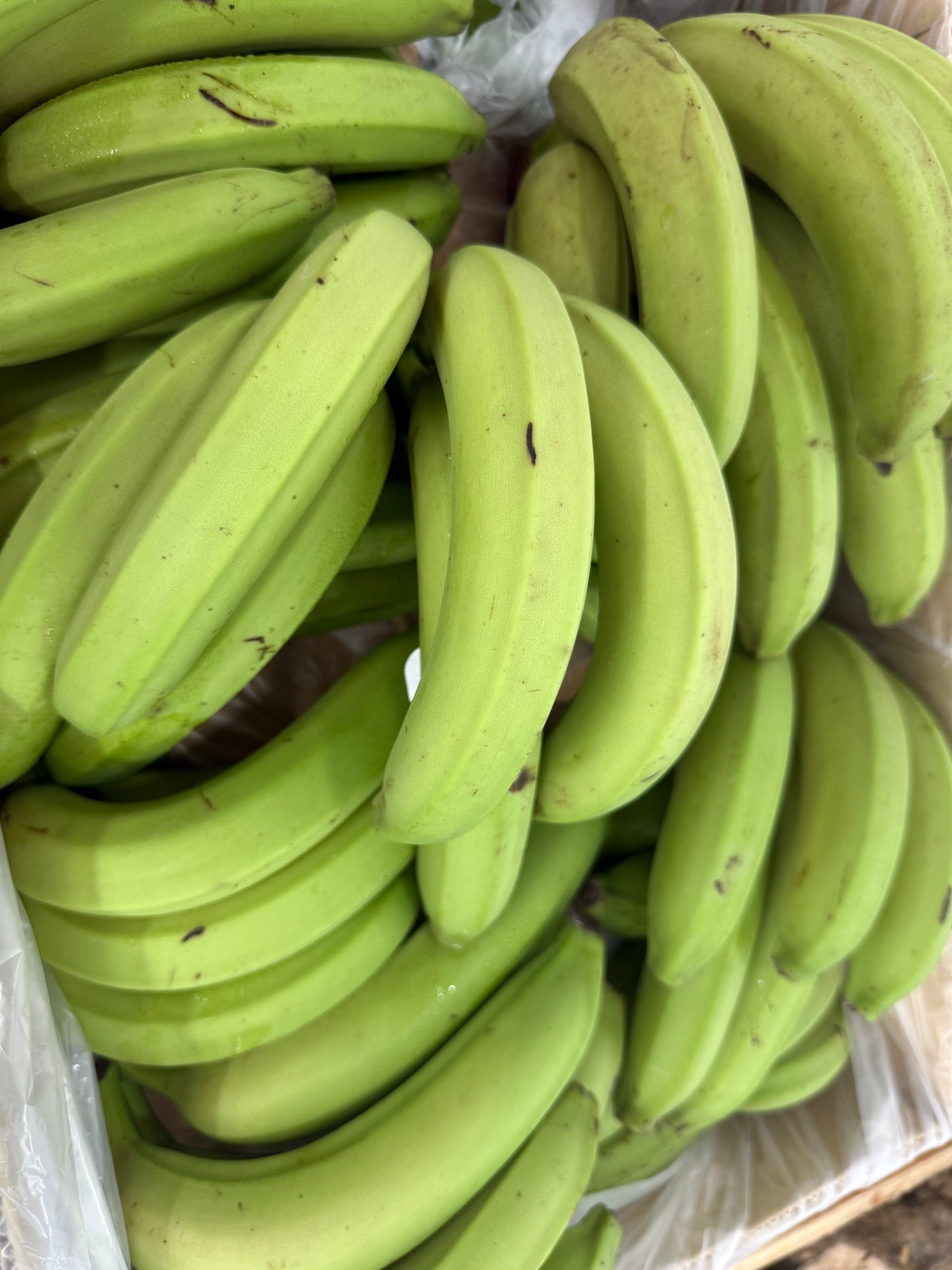Green Banana 1lb